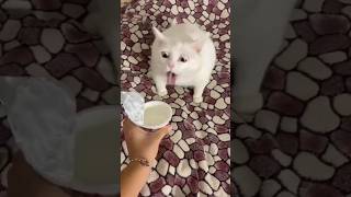 cat reaction on smelling sourcream# catreaction#excitingsurprise~trending~#entertainment#viralshorts