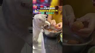 主人在给鸡蛋剥壳，一旁猫咪好奇拿手蘸水喝。猫猫：我尝尝咸淡！