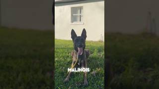 BELGIAN MALINOIS TRAINING❗️