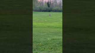 Fearless Deer!