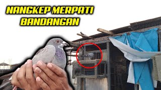 NANGKEP BURUNG MERPATI POS BANDANGAN BANDEL - DILEPAS BALIK TERUS !!