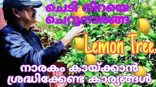 How to Grow Lots of Big Lemons in a Plant