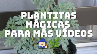 Plantitas mágicas para próximos vídeos #plantas #jardin #plantasaromaticas