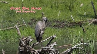 Great Blue Heron Preening