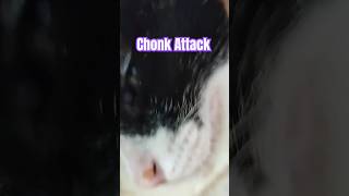 Attack of the chonk #cat #attacks