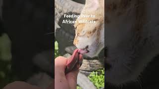 Feeding Liver to my AFRICAN WILDCATS #feline #animals #exoticsfarm #cat #cats #cuteanimals #cute