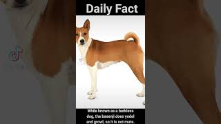 Dog that can't bark #dog #sound #facts