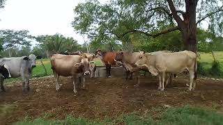 Ganado lechero en honduras