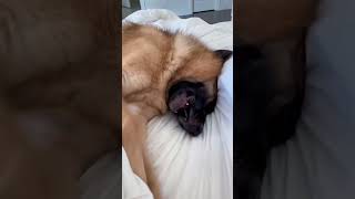 German shepherd throwing tantrum #jupi_thegsd #shorts #germanshepherd