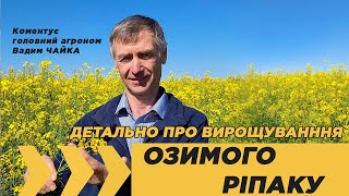 Досвід вирощування озимого ріпаку