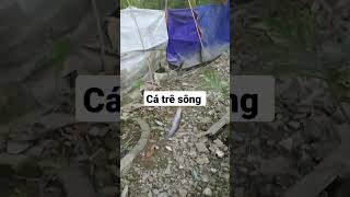 Có Cá Là Niềm vui Nhất khi đi Câu/Câu Cá Sông @minhcanhfishing