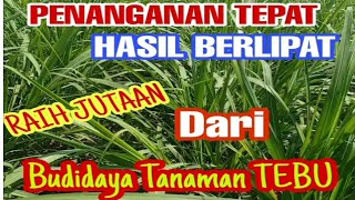 Perawatan Budidaya Tanaman Tebu/Petani Tebu