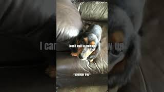 Slow it down #dachshund #weeniedog #bensonboone #dog #dogedit #slowitdown #cute #trendingshorts