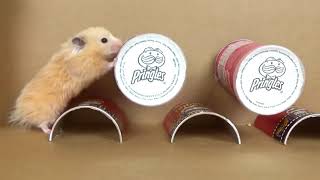 Hamster Pringles Obstacle Course 8