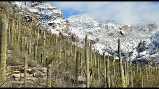 Arizona, Sky Islands, And Skiing