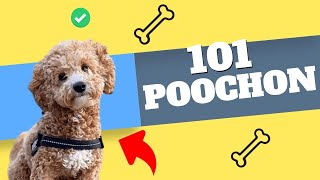 What You Need to Know About the Poochon - It Might Surprise You!