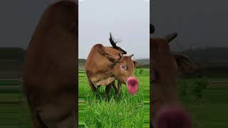 cow funny #funnyvideo #funny #crazycow #ytviral #funnycow #comedy #cow #bull #animals #crazybull