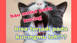 Penyebab bau mulut pada kucing dan cara menghilangkannya//bau mulut