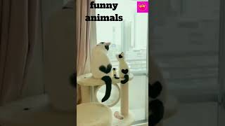 Funny Animal Videos 2022 😂 - Best Dogs And Cats Videos 😺😍 #short