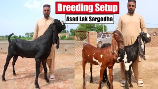 Breeding Setup Of Beetal Goats - Asad Lak Sargodha 2024