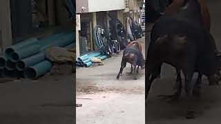 two very heavy bull fight on the road part 2 #india #dangal #youtubeshorts #shorts 😁😁😊😊