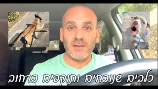 כלבים שנובחים ותוקפים ברחוב