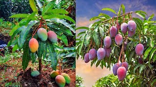 How to grow and care for mango trees | How to feed a mango tree ?