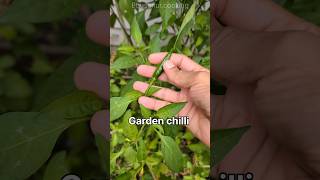 Garden fresh green chilli #shorts #youtubeshorts #chili