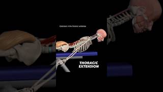 thoracic extension  #futurephysio077  #physiotherapy  #futurephysio