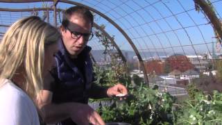 Sustainable Today 1311 Pt5 Noble Rot Rooftop Garden