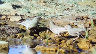 Trumpeter finch, appears in deserts and semi-deserts, color contrast from the halo of the savior