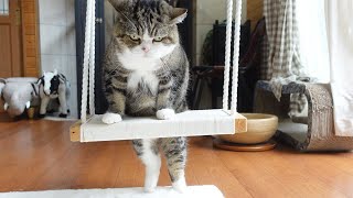 【究極の癒し】雨の音とブランコとねこ。-The sound of rain, a swing, and Maru.-