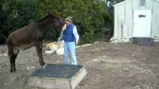 donkey pivots on Pedestal (Savannah)