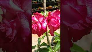 E essas flores maravilhosas? Confesso que sou bem leiga se tratando de rosa do deserto. 🤭