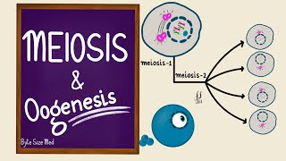 Meiosis | Oogenesis | Gametogenesis | Human Embryology | Reproductive Physiology