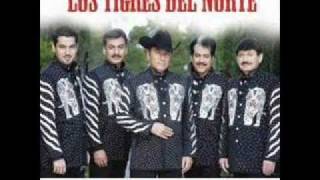 lagrimas de sangre tigres del norte