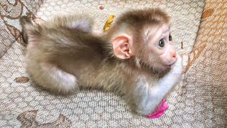 Daily life Of Adorable Baby Monkey Ella With Pet Cat | Daily Monkey Ella #episode2