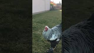 Dark Brahma rooster / Cocoș Brahma Herminat închis