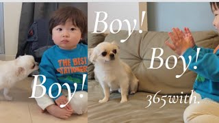 さんまとすだちと仲良くなれるかな？🐶🐶可愛いお友達が遊びに来てくれました👶🏻🤍【Boy!Boy!Boy!】