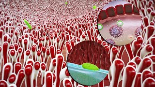 Strengthen the immune system 3d medical animation|sample use only