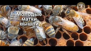 #матки Выходят молодые матки Бакфаст