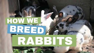 How We Breed Rabbits - Other Side of the Fence Extended Scene