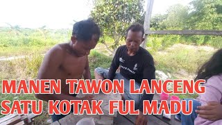 PANEN MADU TAWON LANCENG DI RUMAH KEBUN