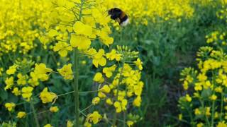 Canola Bees