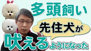 【犬のしつけ】多頭飼いで先住犬が吠えるようになった…【悩み相談ライブ切り抜き】