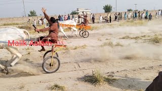 bull Malik Aslam chajoo bamokabala Yaseen Leshari baradar vin by Malik Aslam chajoo