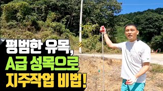 평범한 유목도 A급 성목으로! 전문가가 알려주는 필수 지주작업 노하우 | 나무대장🌳 나무농사의 모든것