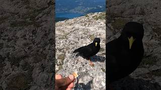 A beautiful view of the Alps and the Alpine Chough #shorts#nature#birds#austria#wildlife#shortvideo