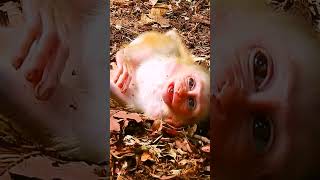 #monkey #babymonkey #monkeycry #newbabymonkey #newbornbaby #fbreel #facebook #short #shortvideos #Mo