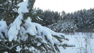 Winter forest. Winter forest with trees covered snow. Christmas trees in winter forest close up